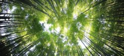 photo of looking up in a group of trees