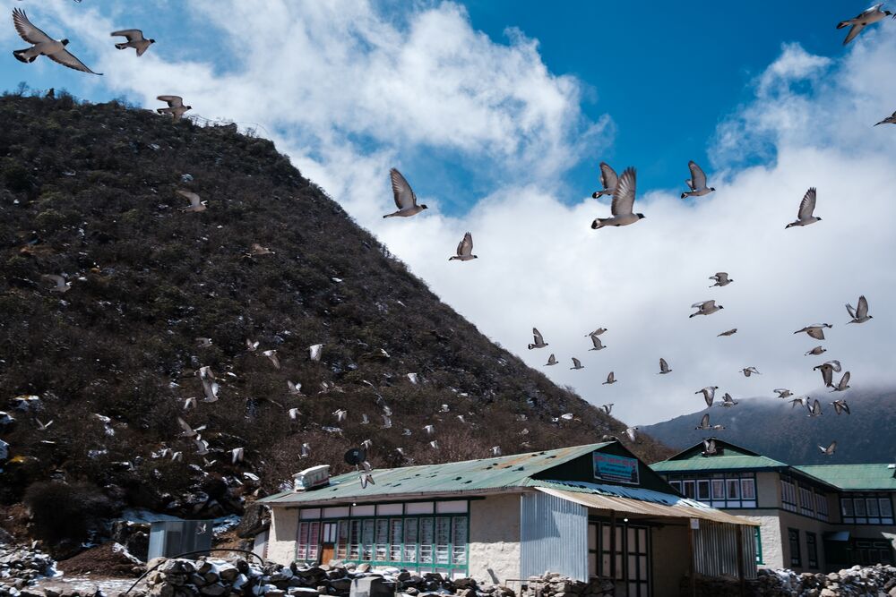 A flock of birds soaring above a mountain building